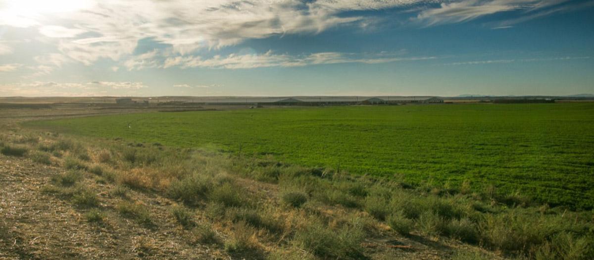 A field under a blue sky.