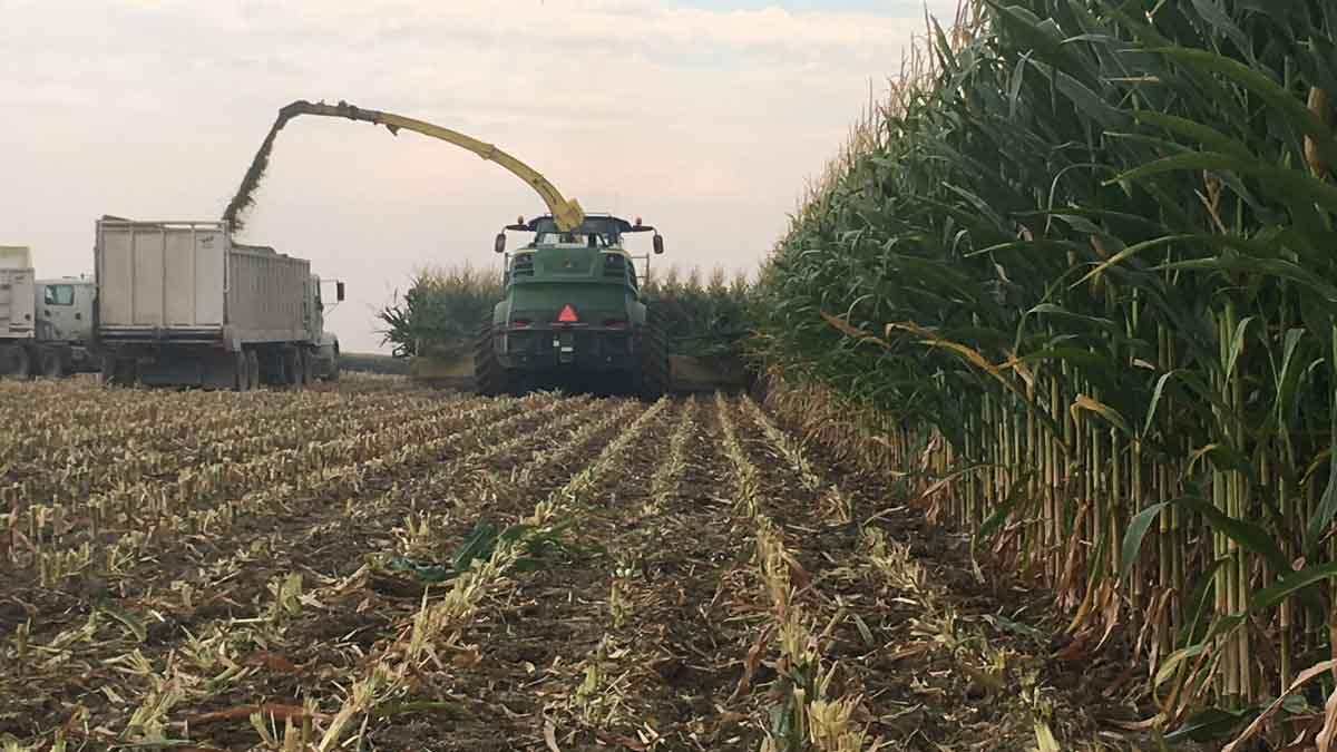 Corn being harvested for sillage in Elmore County, September 2017.