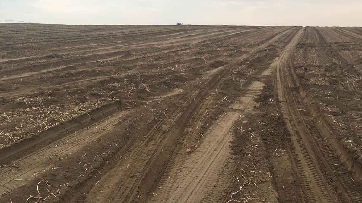 Field in Elmore County after potato harvest, September 2017.