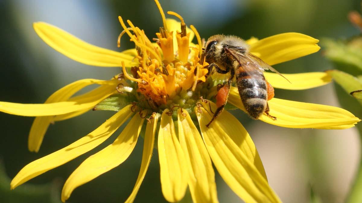 Honey bee (Apis mellifera) gathering nectar, note the pollen accumulating on hind legs in pollen basket.