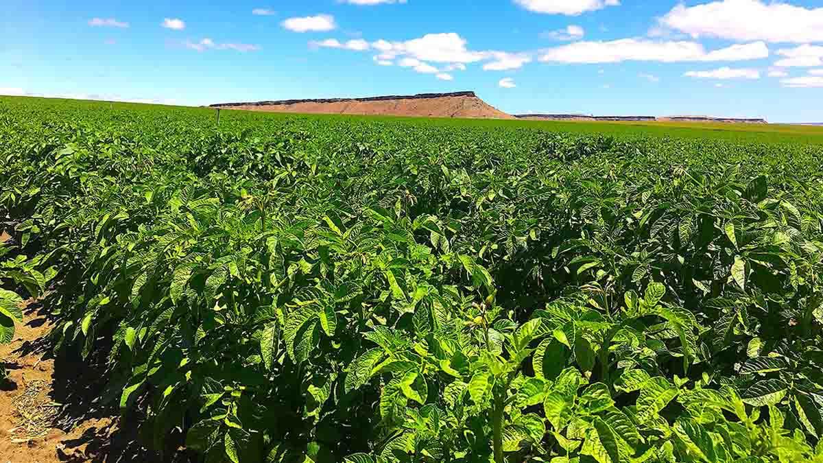 Potato field with hand-set irrigation lines in Elmore County