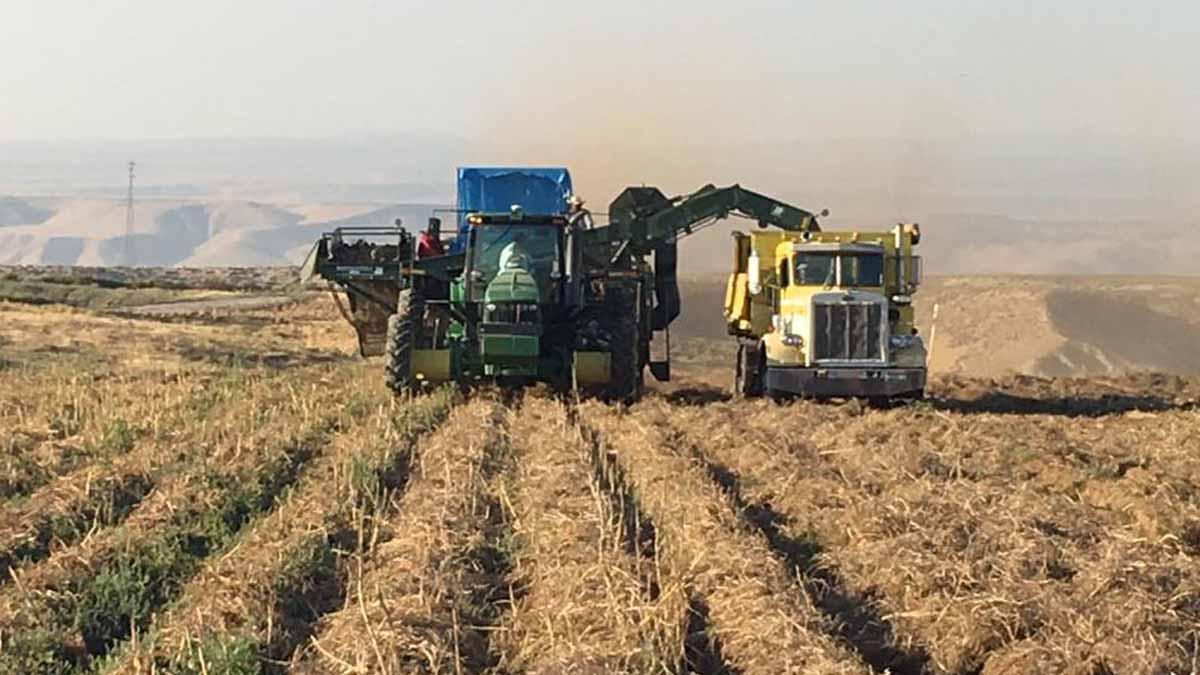 Potatoes being harvested in eastern Elmore County in September 2017