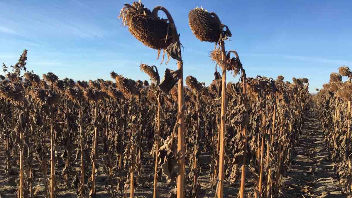 Sunflowers before fall harvest.