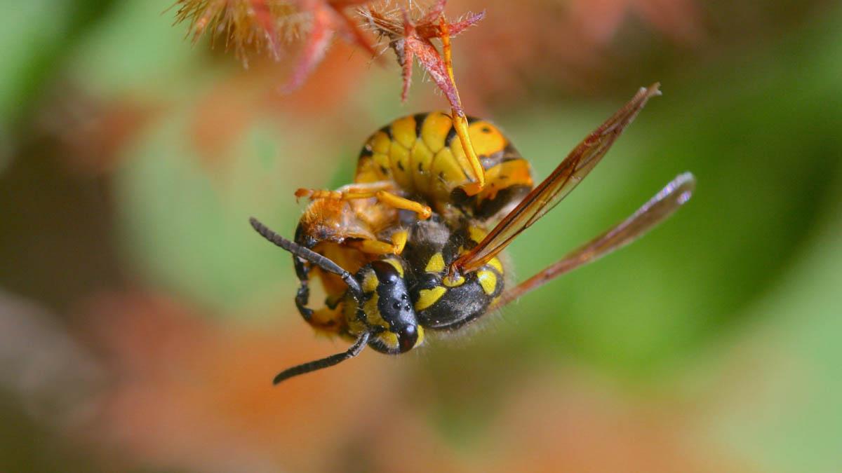 Wasp (Vespula spp.) feeding on the abdomen of a beneficial syrphid fly.