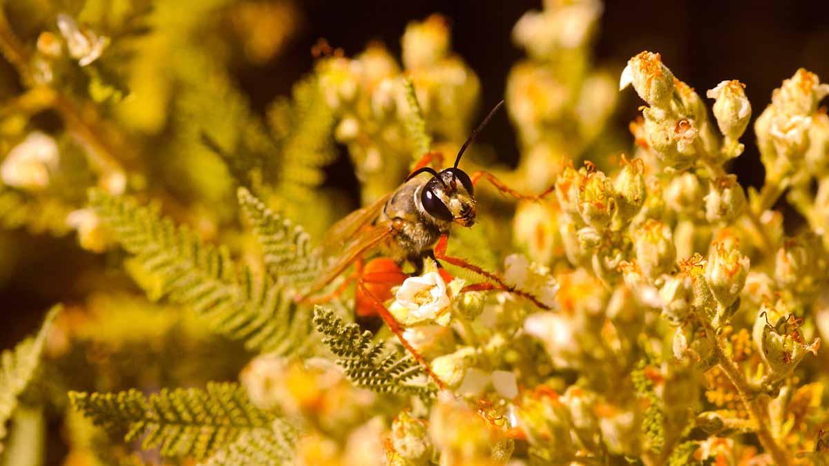 Beneficial wasp on flower in mid August.