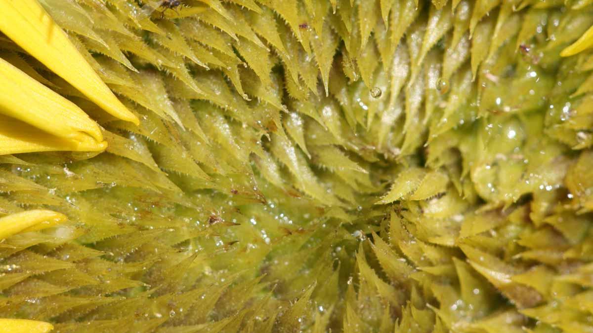 Wild sunflower upclose (Helianthus spp.) in Elmore County.