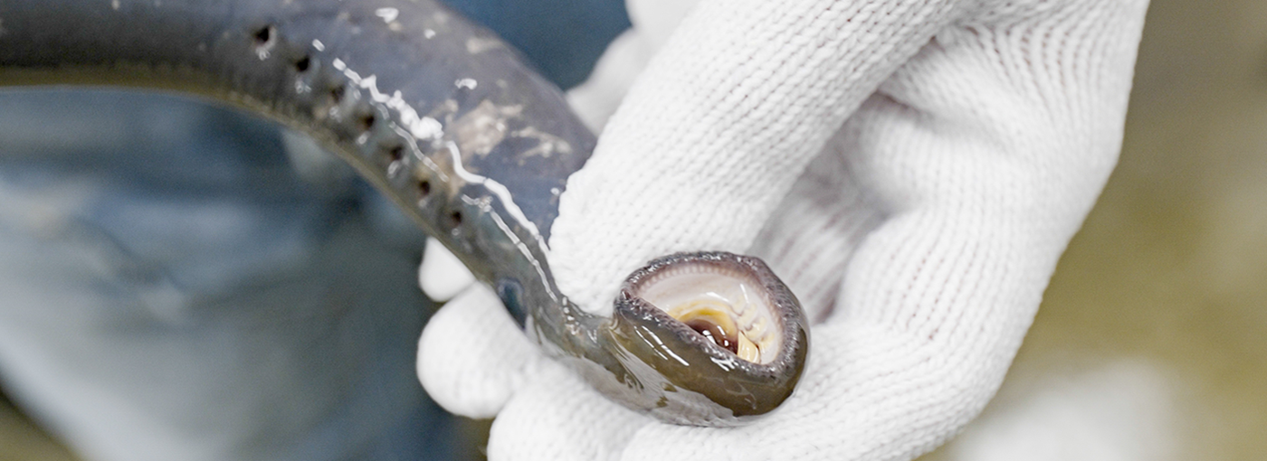 A white gloved h和 holds a lamprey.